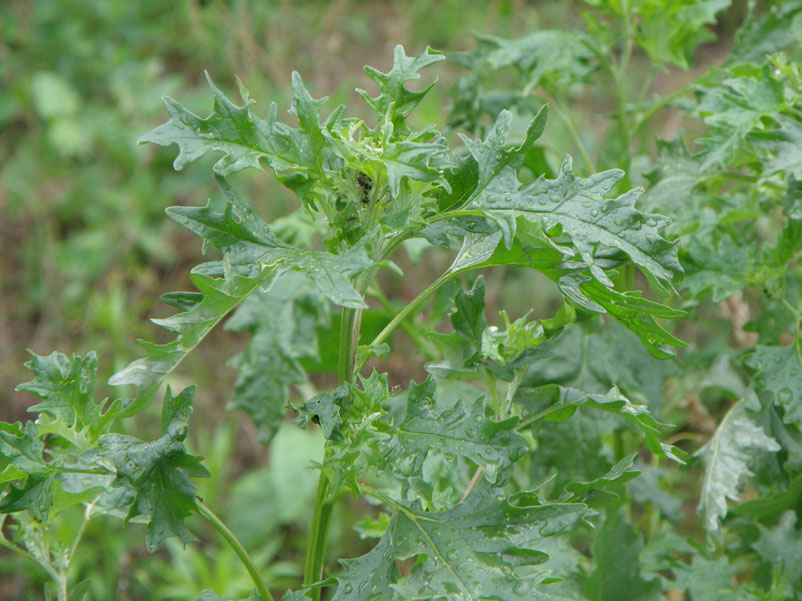 Изображение особи Atriplex tatarica.