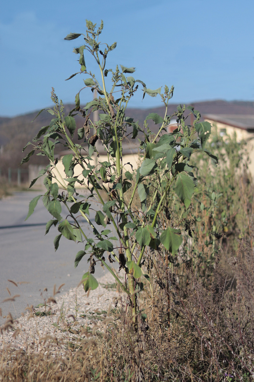 Изображение особи Cyclachaena xanthiifolia.