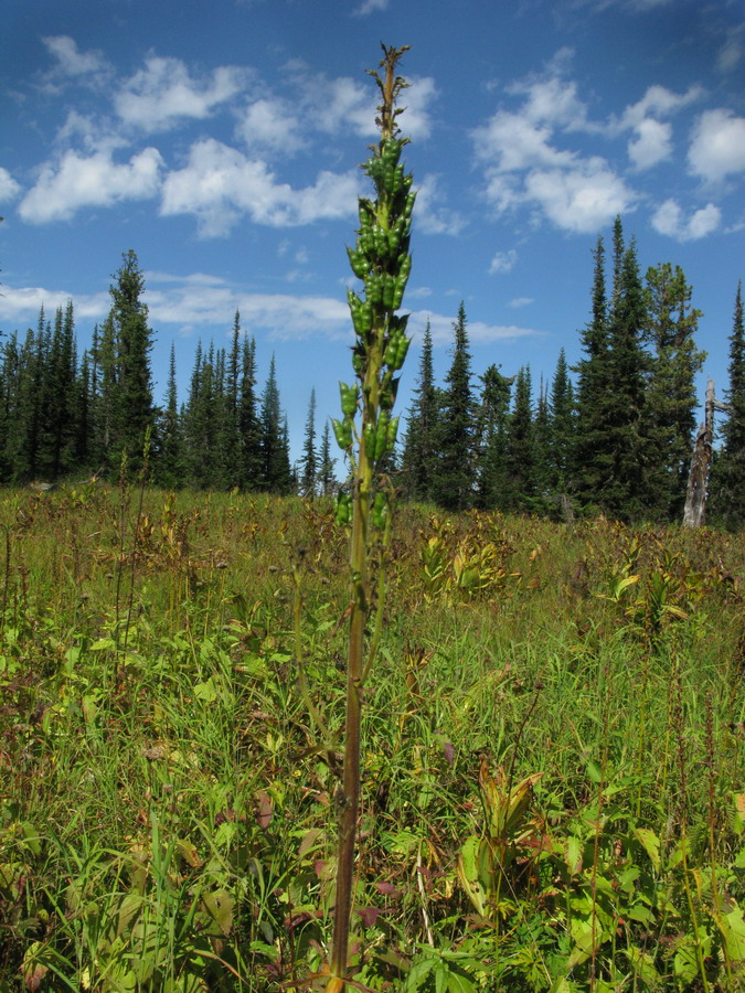 Image of Aconitum sajanense specimen.