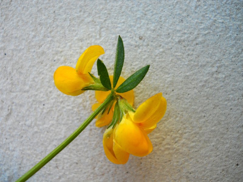 Image of Lotus corniculatus specimen.