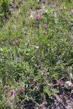 Astragalus platyphyllus