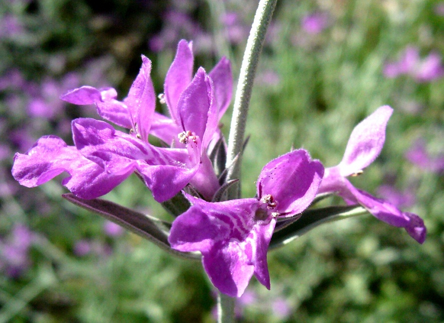 Image of Stachys turcomanica specimen.