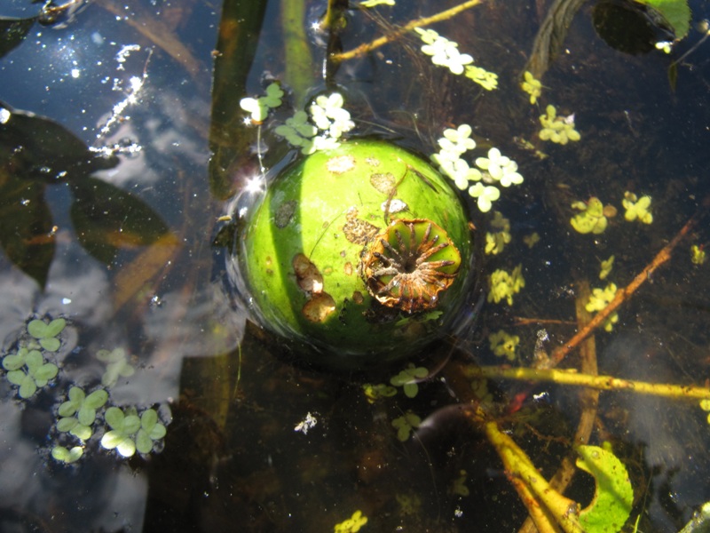 Изображение особи Nuphar lutea.