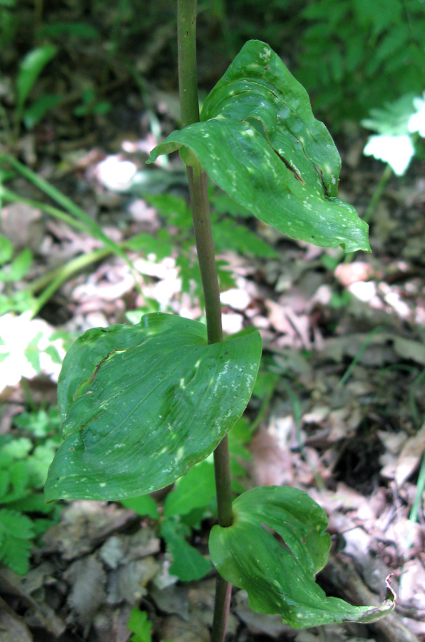 Image of Epipactis persica specimen.