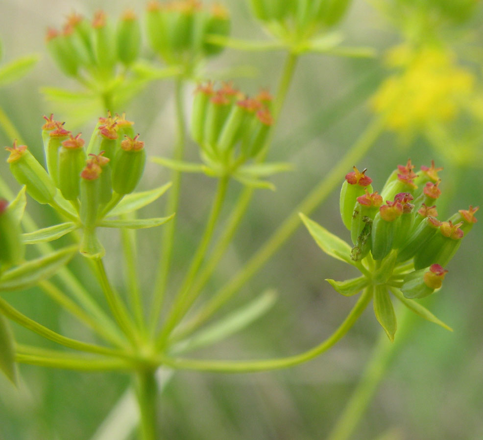 Image of Bupleurum bicaule specimen.