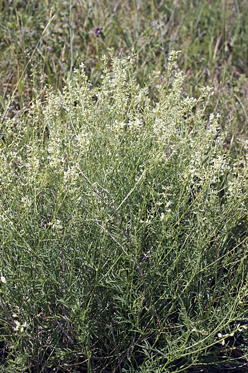 Изображение особи Astragalus pseudomacropterus.