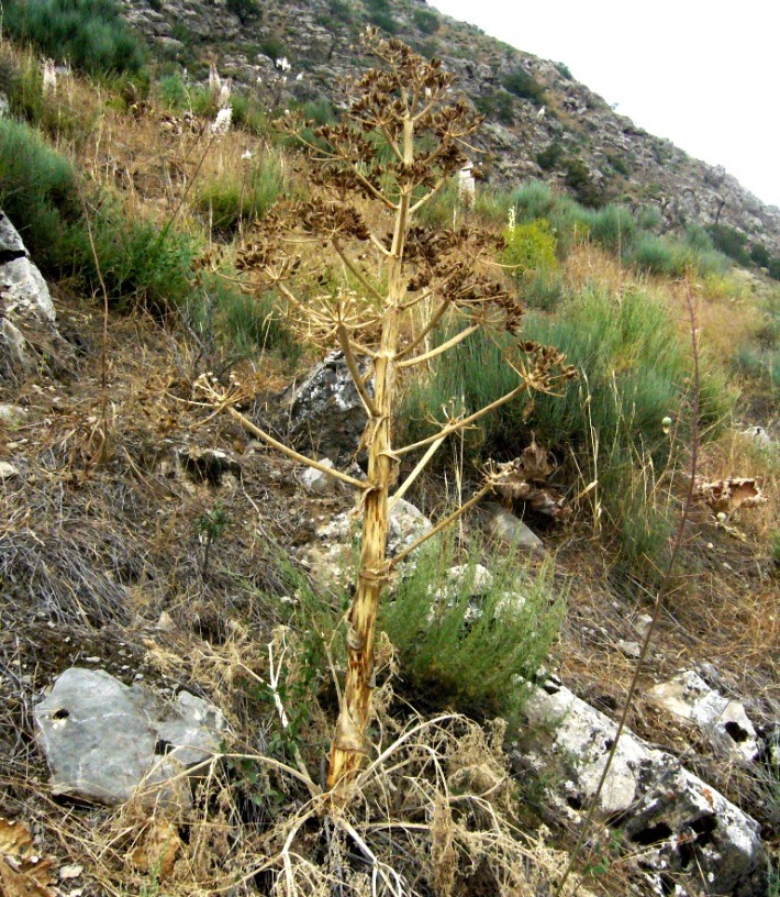 Изображение особи Ferula galbaniflua.