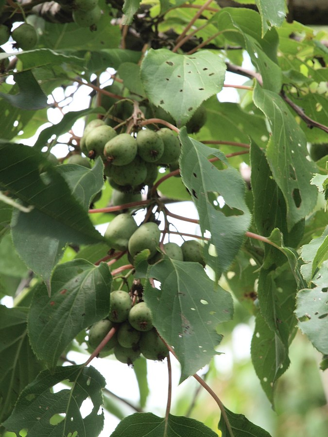 Image of Actinidia arguta specimen.