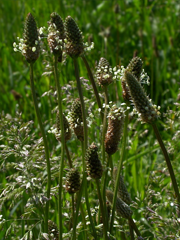 Image of Plantago lanceolata specimen.