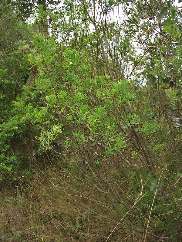 Image of Daphne gnidium specimen.