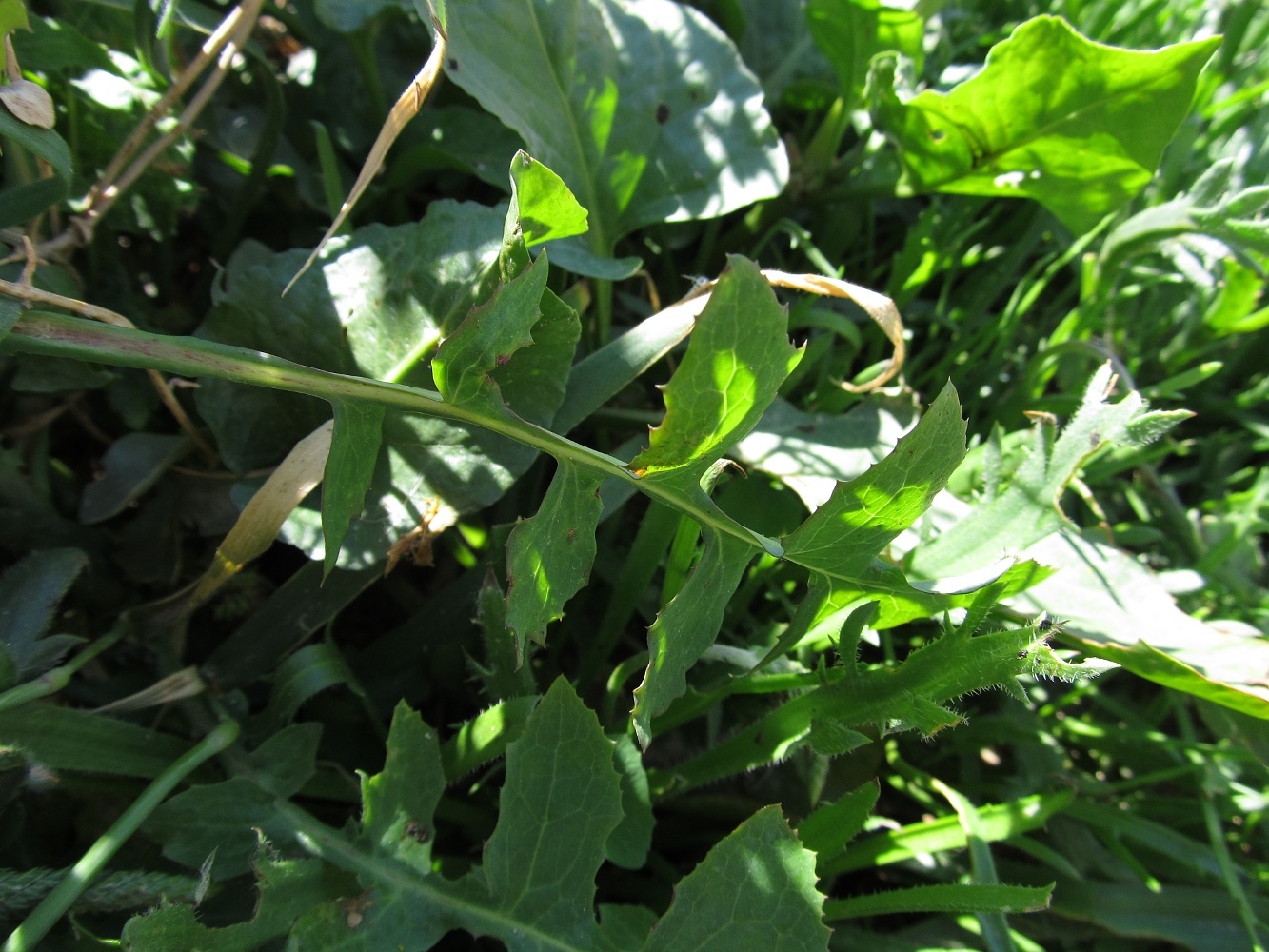 Image of genus Sonchus specimen.