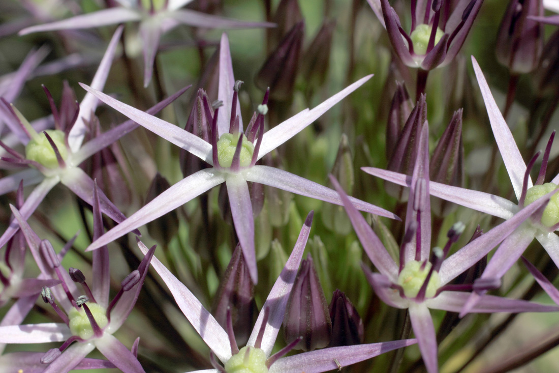 Image of Allium cristophii specimen.