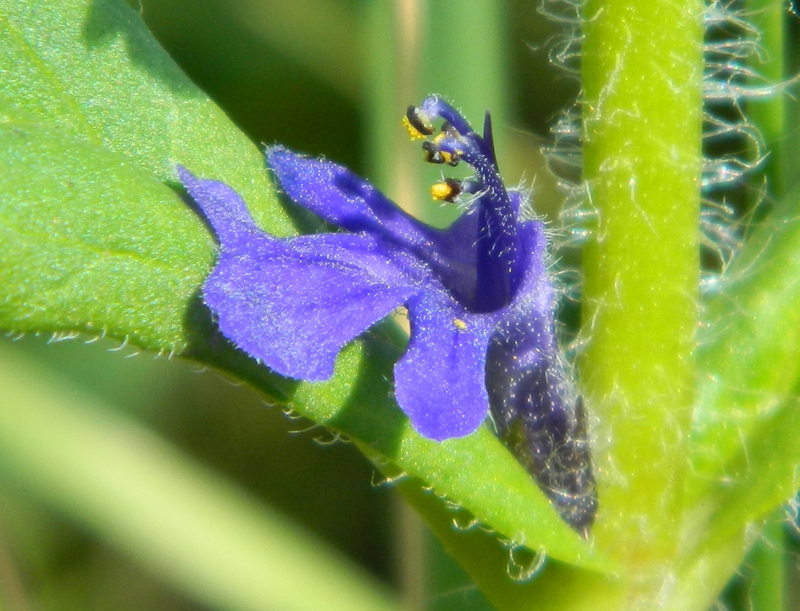 Image of Ajuga genevensis specimen.