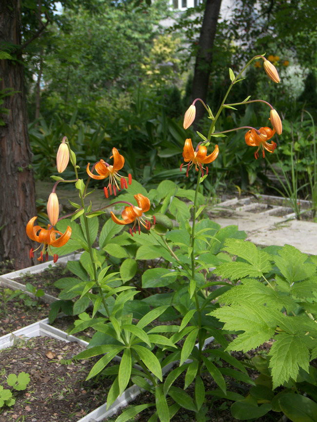 Image of Lilium debile specimen.