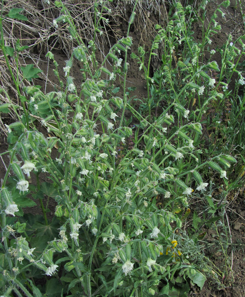 Изображение особи Silene dichotoma.