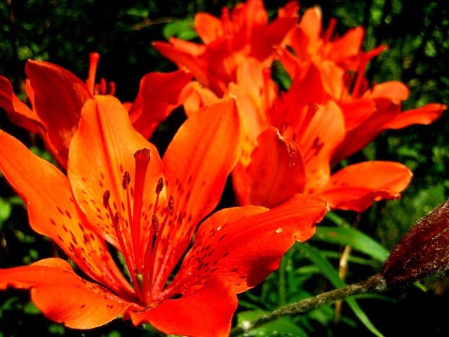 Image of Lilium pensylvanicum specimen.