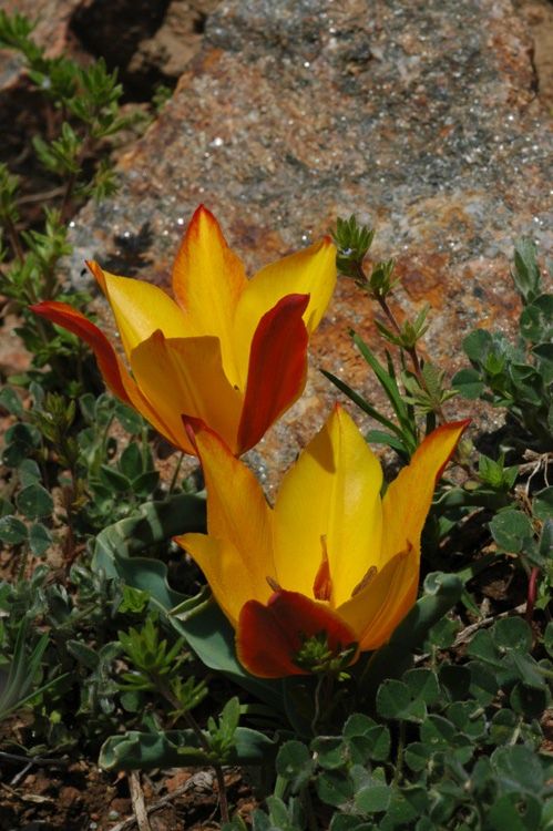 Image of genus Tulipa specimen.