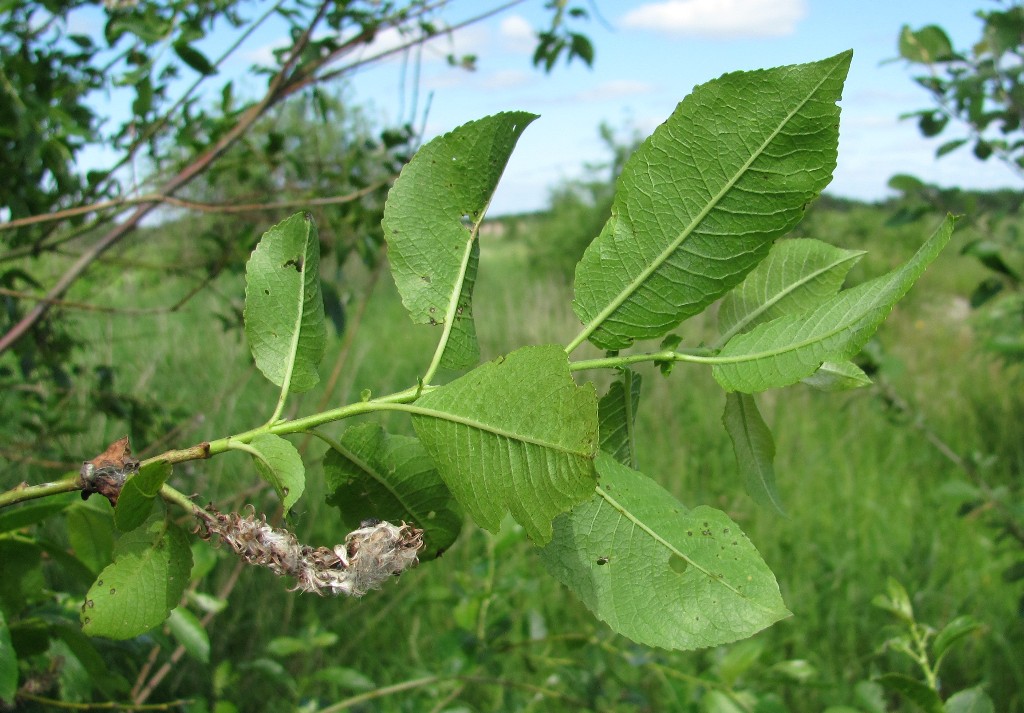 Image of Salix myrsinifolia specimen.