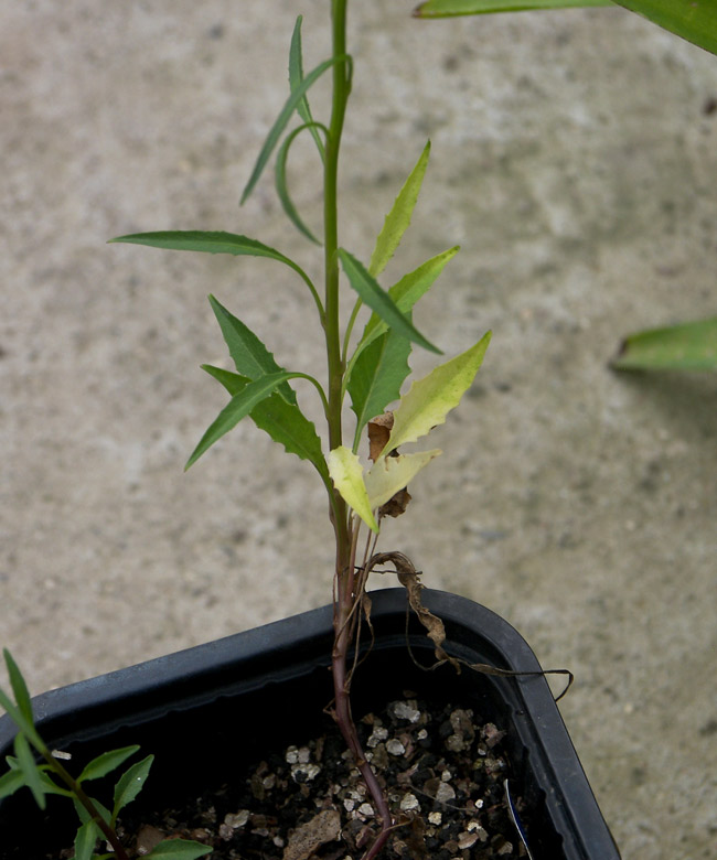 Image of Campanula polymorpha specimen.