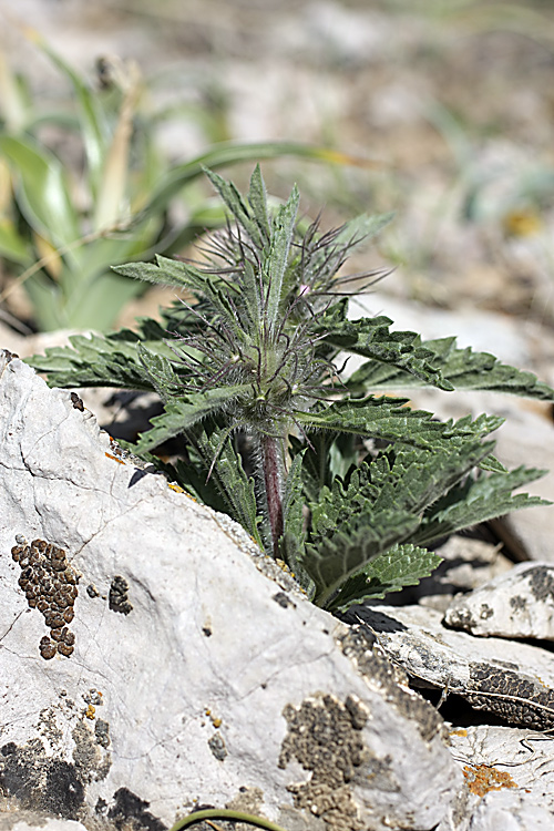 Изображение особи Phlomoides boraldaica.