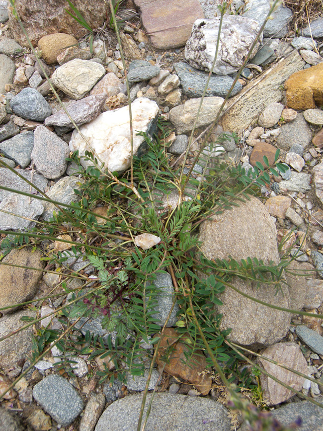 Image of Onobrychis biebersteinii specimen.