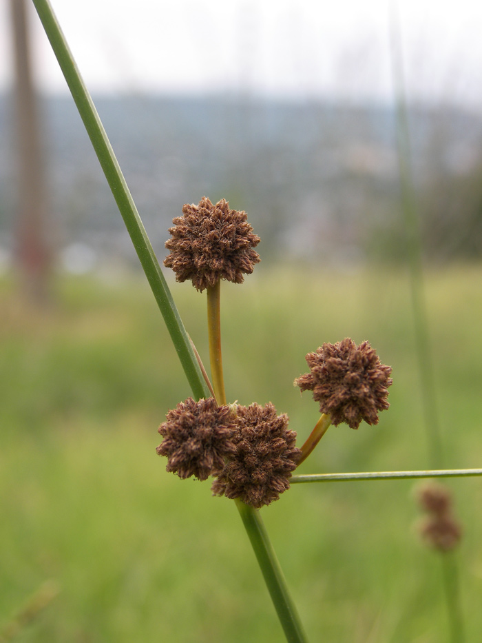 Изображение особи Scirpoides holoschoenus.