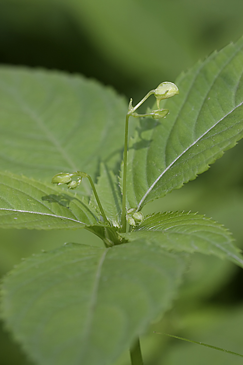 Изображение особи Impatiens parviflora.