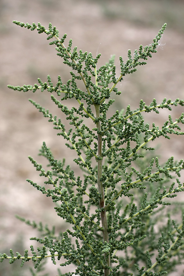 Image of familia Chenopodiaceae specimen.