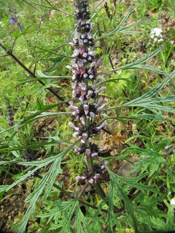 Изображение особи Leonurus deminutus.