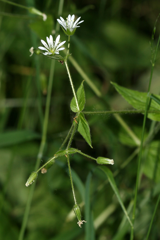 Image of Stellaria nemorum specimen.