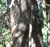 Chamaecyparis lawsoniana. Средняя часть ствола старого дерева с основаниями ветвей ('Columnaris'). Германия, г. Krefeld, ботанический сад. 16.09.2012.