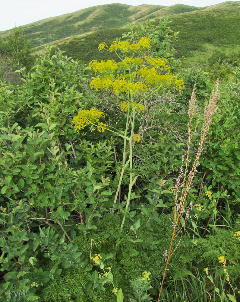 Image of Ferula songarica specimen.