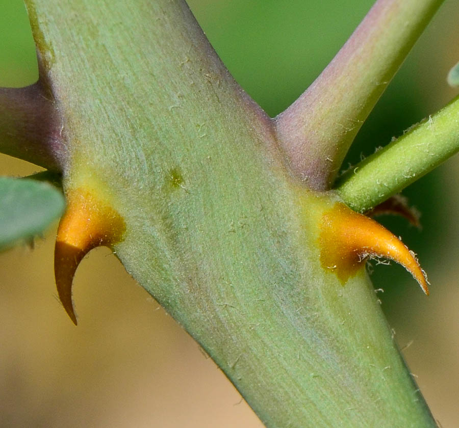 Image of Capparis aegyptia specimen.