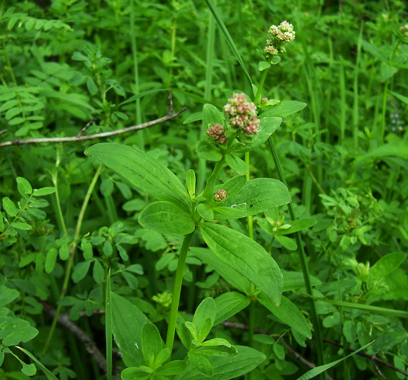 Image of Galium rubioides specimen.