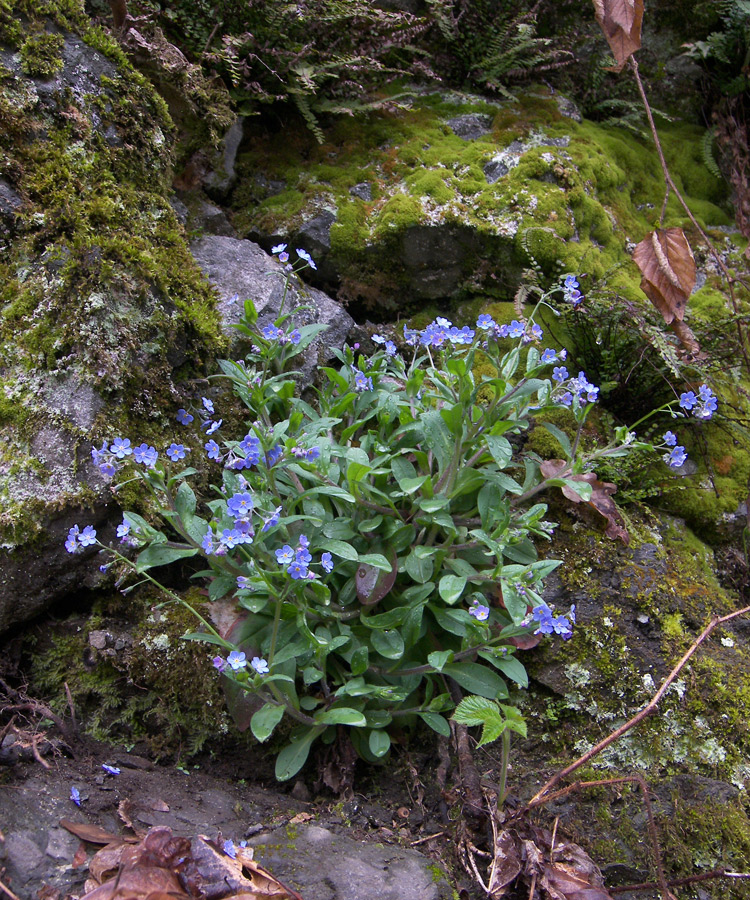 Изображение особи Myosotis sylvatica.