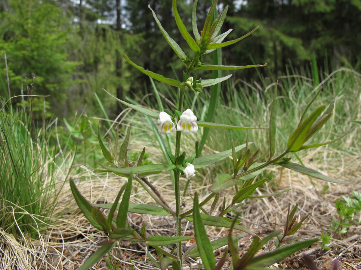 Изображение особи Melampyrum saxosum.