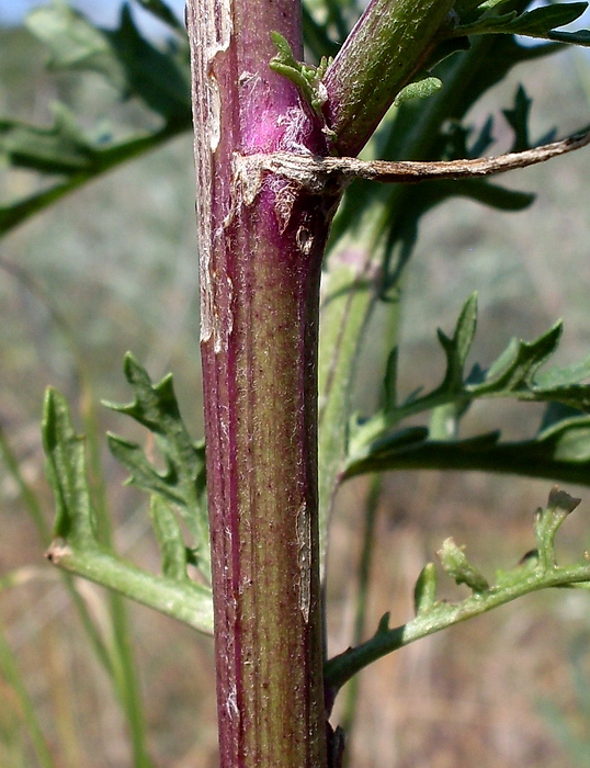 Image of Senecio borysthenicus specimen.