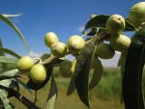 Elaeagnus angustifolia