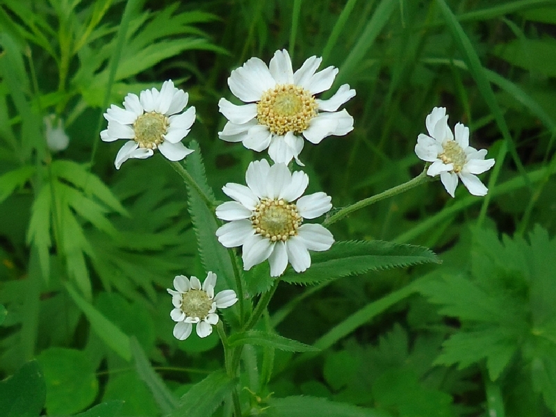 Изображение особи Achillea ptarmica ssp. macrocephala.