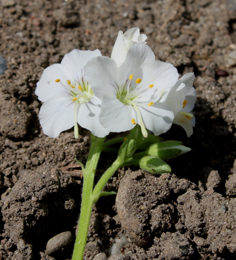 Image of Polemonium caeruleum specimen.