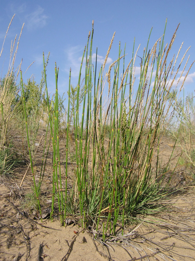 Image of Equisetum &times; moorei specimen.