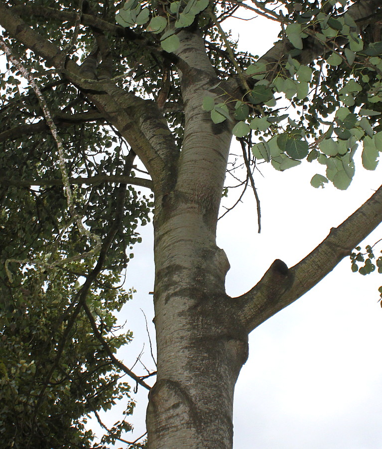 Image of Populus tremula specimen.