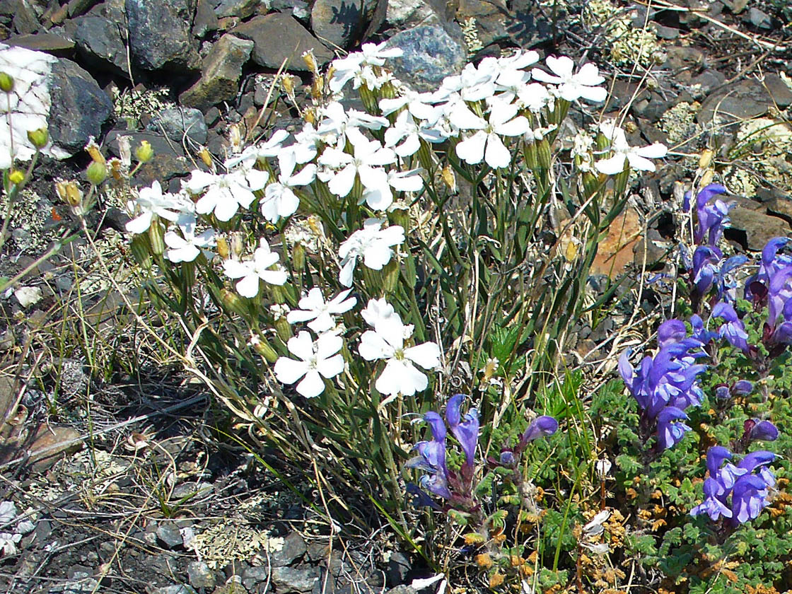 Изображение особи Lychnis samojedorum.