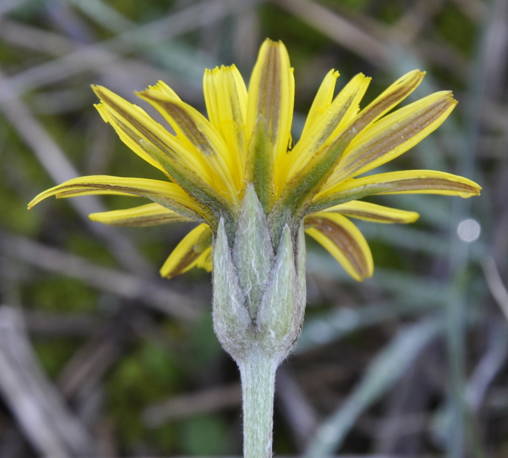 Image of genus Scorzonera specimen.