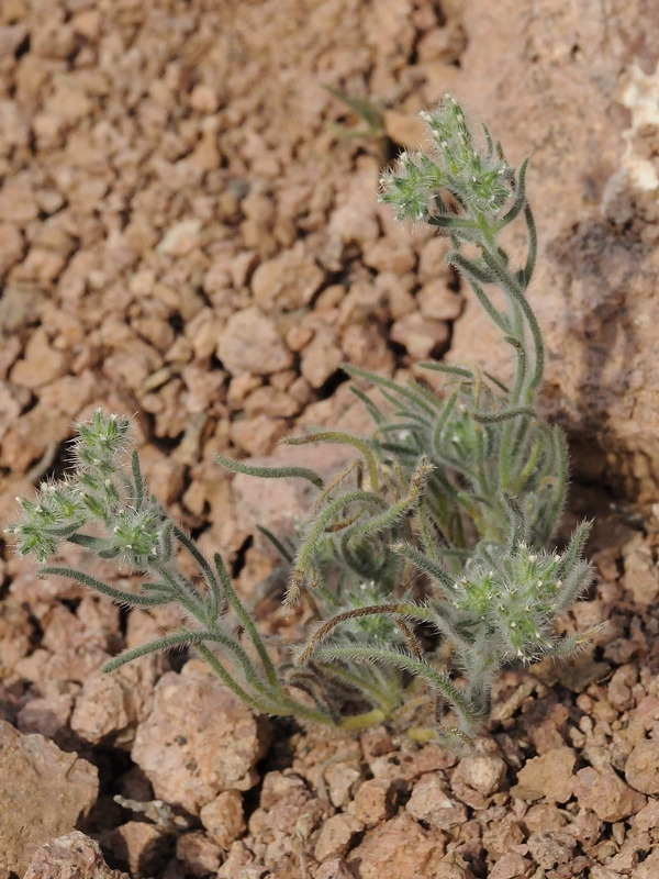 Изображение особи Cryptantha angustifolia.