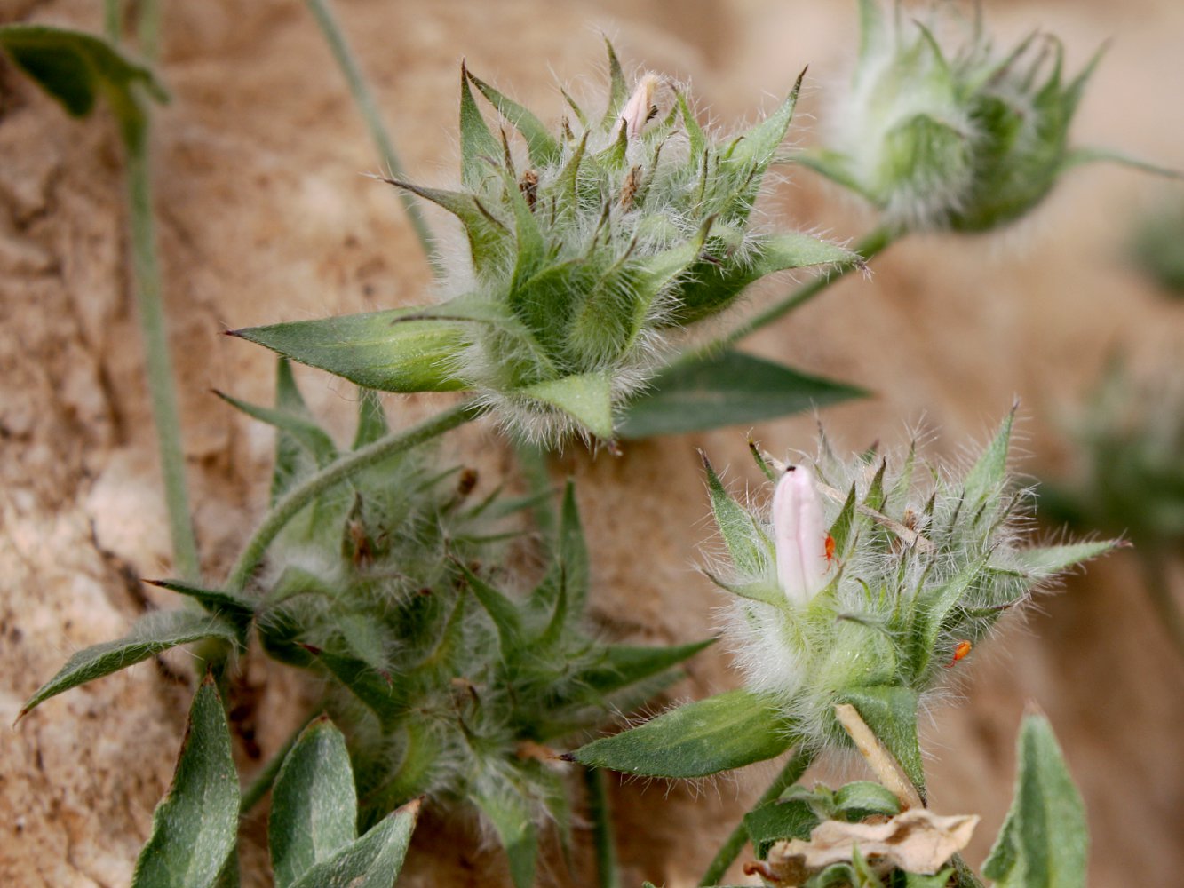 Image of Convolvulus auricomus specimen.