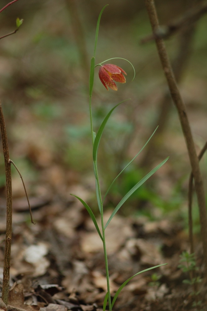 Image of Fritillaria montana specimen.