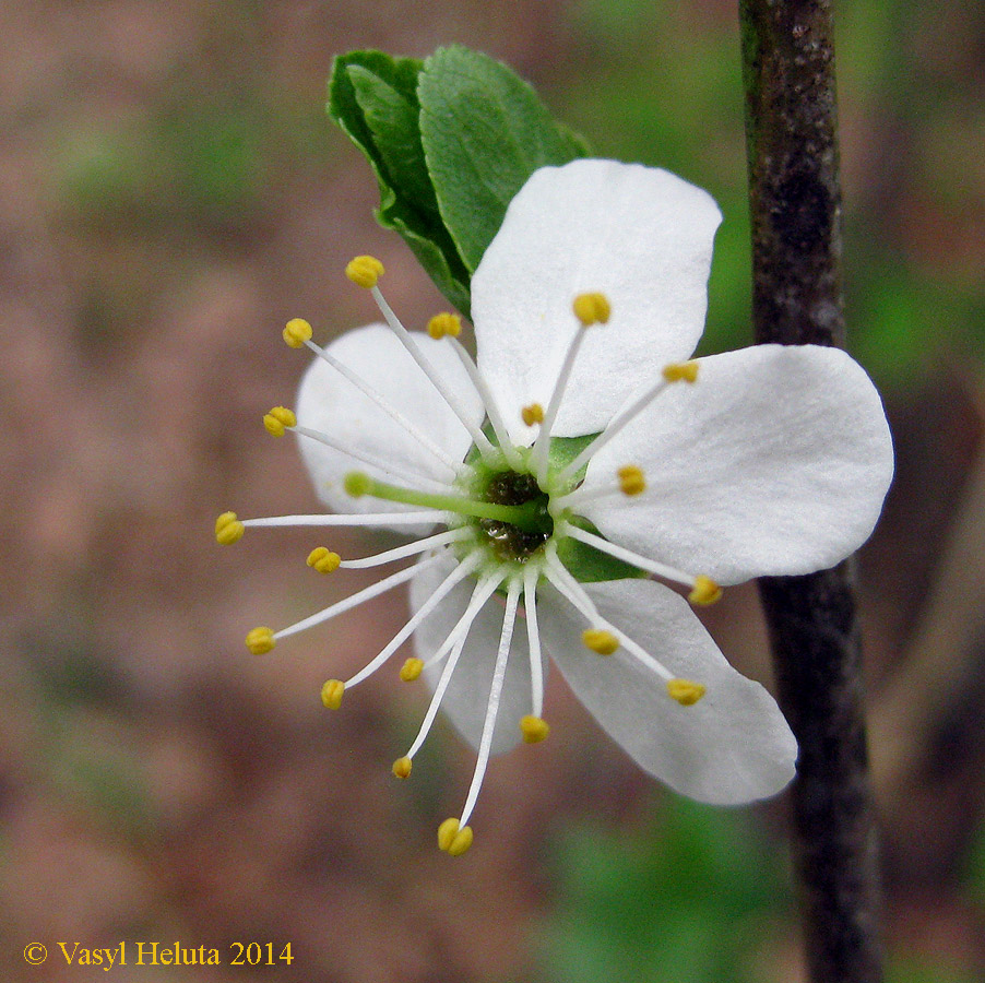 Image of Prunus spinosa specimen.