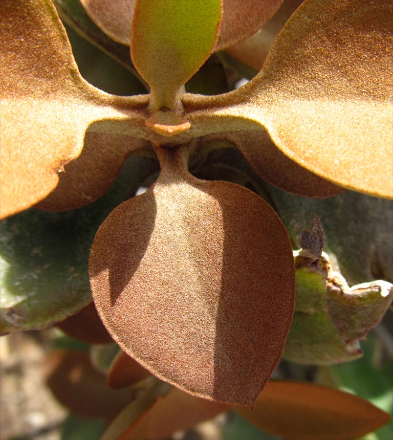 Image of Kalanchoe orgyalis specimen.