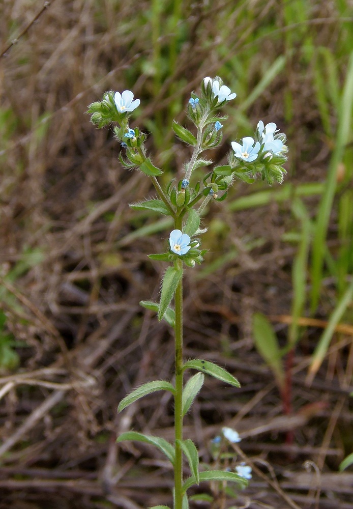 Image of Lappula squarrosa specimen.